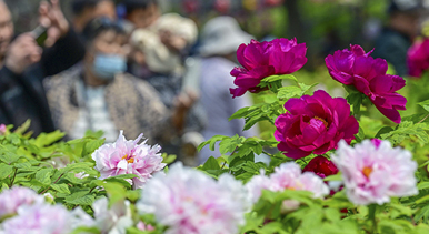 河南洛陽：牡丹花開