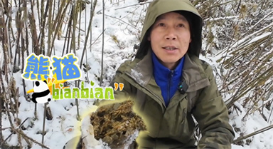 在“熊貓故鄉”巡山 我們發現了……